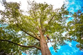 Reliable North Zanesville, OH Tree Care  Solutions