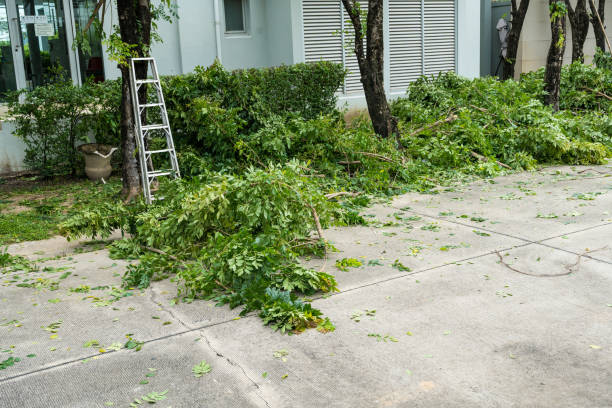 How Our Tree Care Process Works  in  North Zanesville, OH